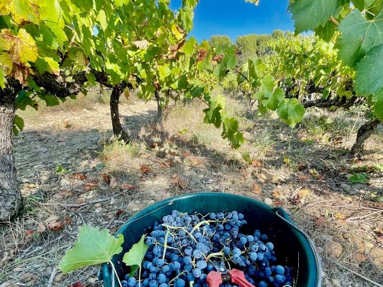 Vin Provence
