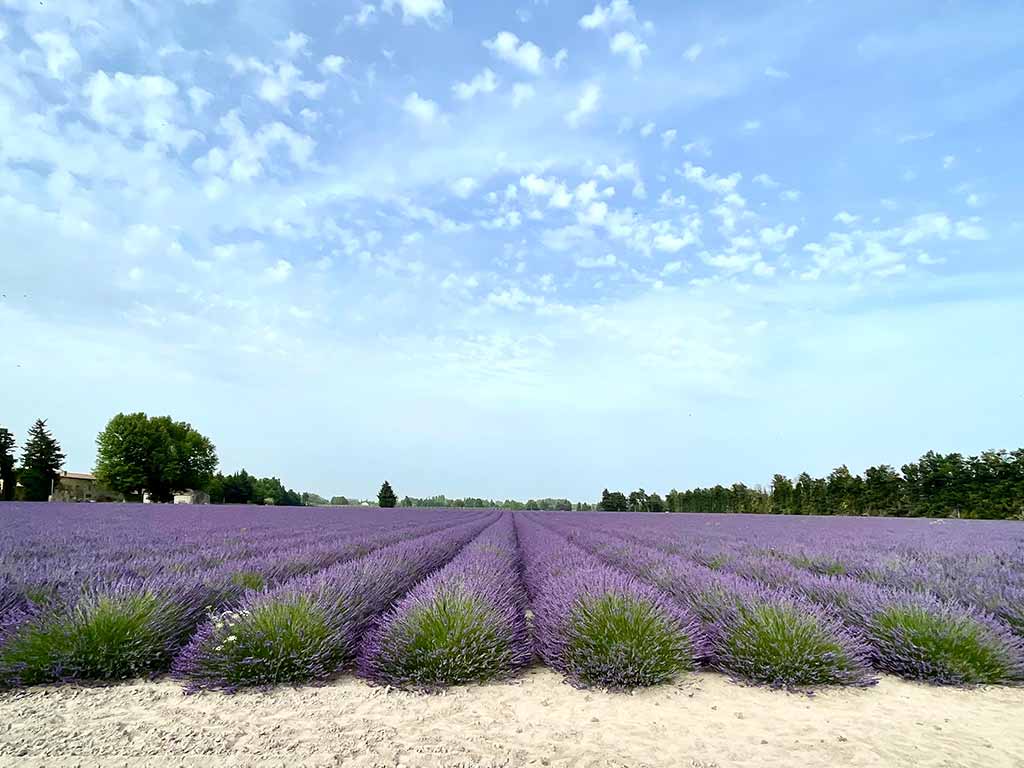 Lavandes Provence